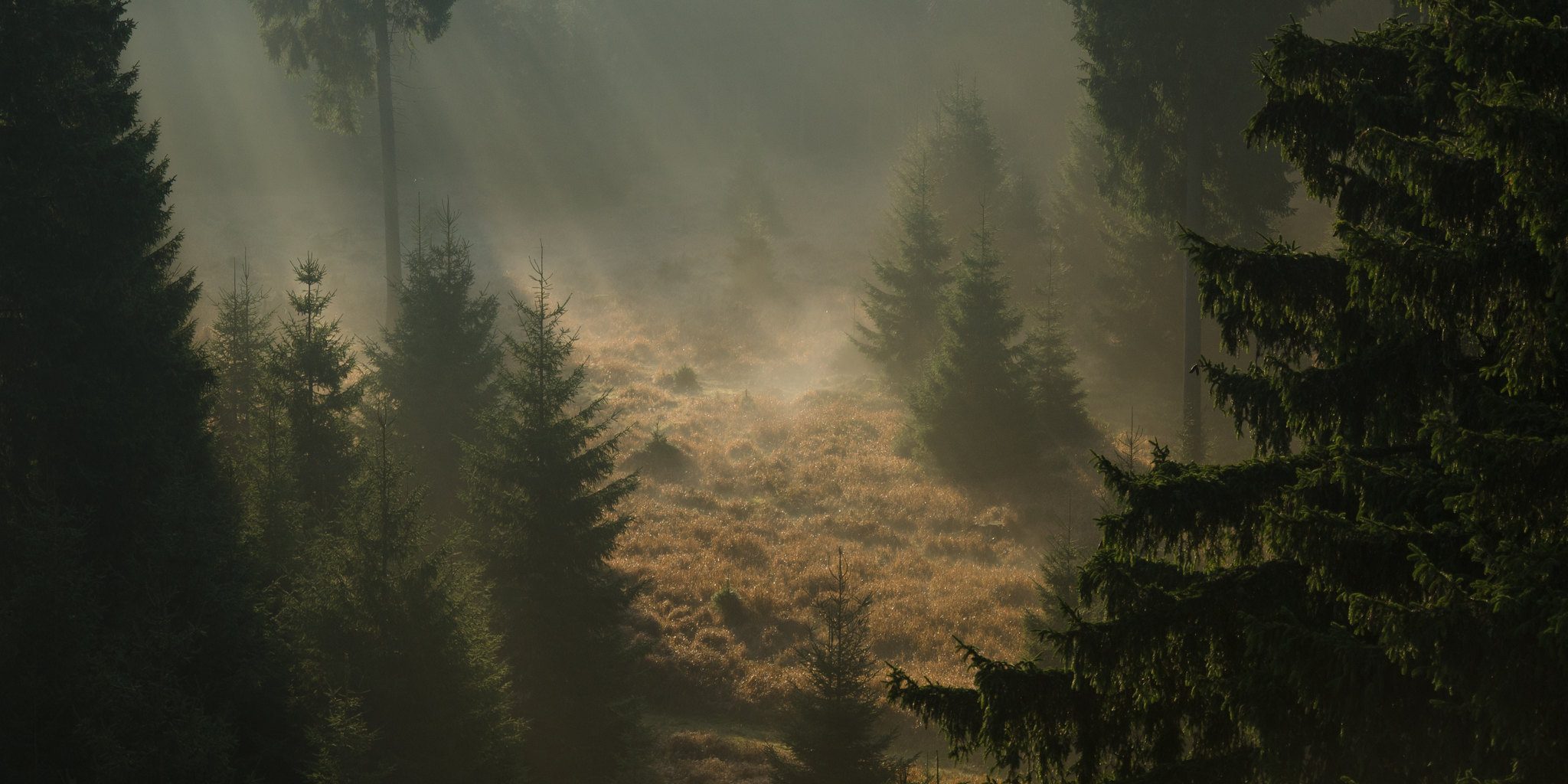 Wald Tanne Fichte Nebel